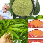 🌿 Most People Have No Idea How Powerful the Root of This Plant Is…