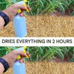 Here’s the Most Powerful Fertilizer for Tomatoes, Peppers, and Onions, 200% Higher Yield 😱