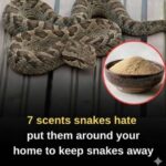 How to Clean Shutters and Make Them Look Like New